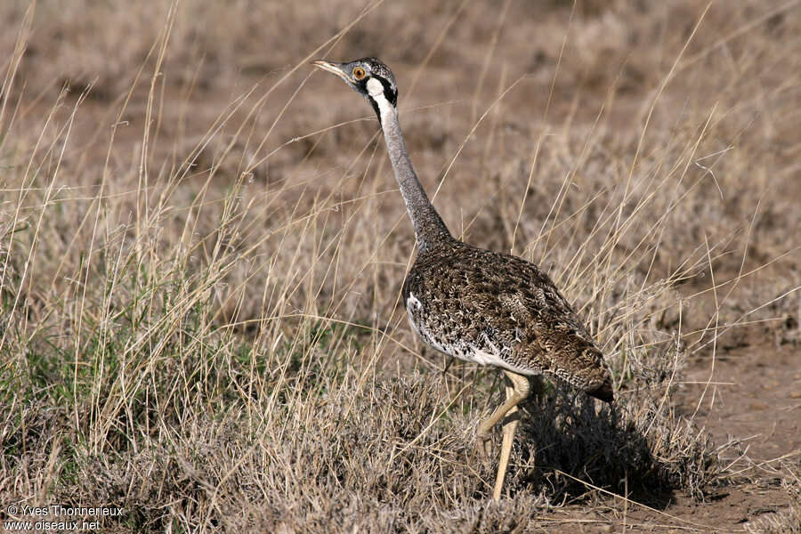 Hartlaub's Bustard male adult