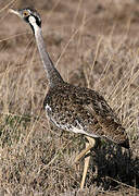 Hartlaub's Bustard