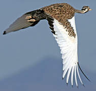 Hartlaub's Bustard