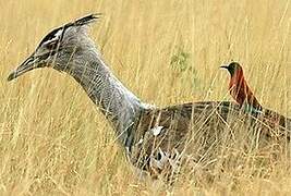 Kori Bustard