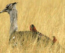 Kori Bustard