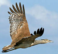 Kori Bustard