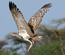 Kori Bustard