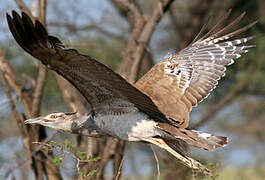 Kori Bustard