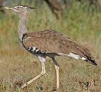 Kori Bustard