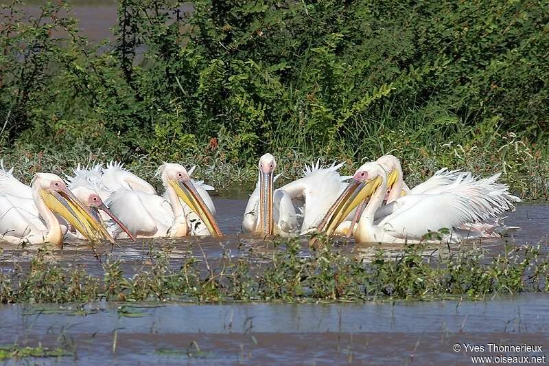 Great White Pelican