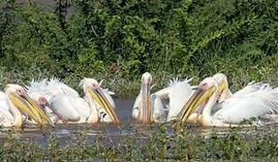 Great White Pelican