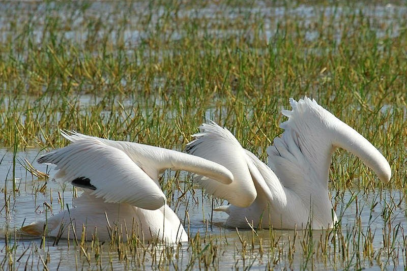 Pélican blanc