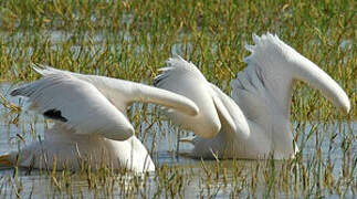 Great White Pelican