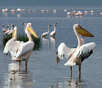 Great White Pelican