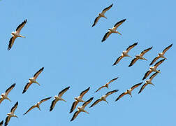 Great White Pelican