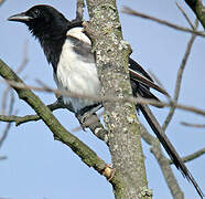 Eurasian Magpie