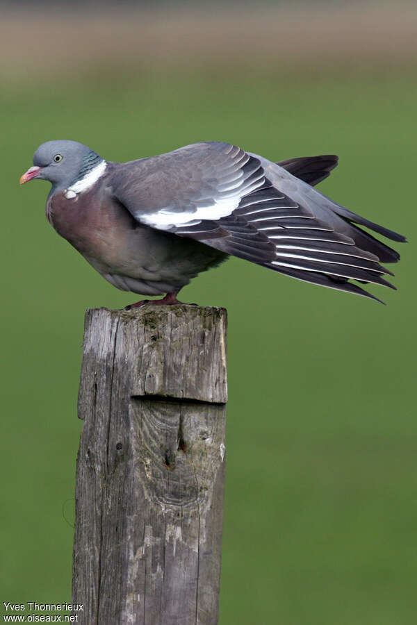 Pigeon ramieradulte, identification, composition