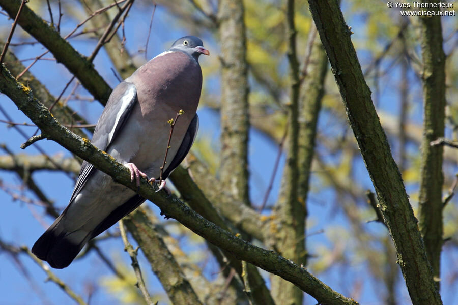 Common Wood Pigeonadult