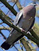 Common Wood Pigeon