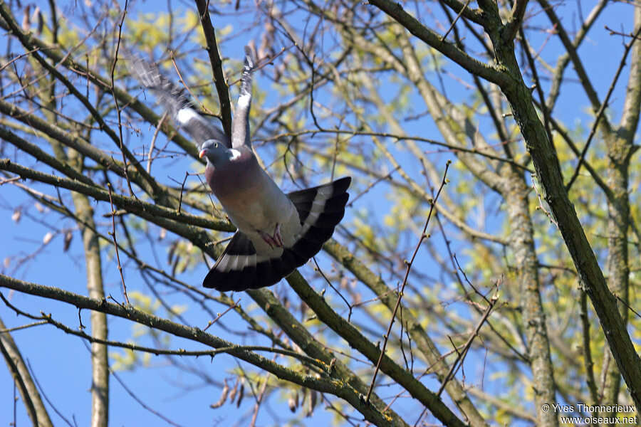 Pigeon ramieradulte