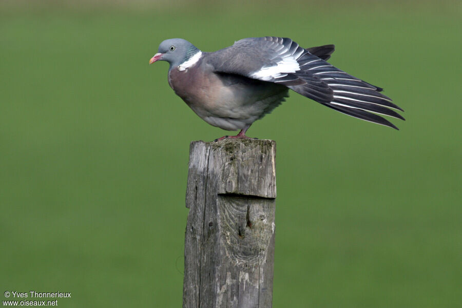 Pigeon ramieradulte