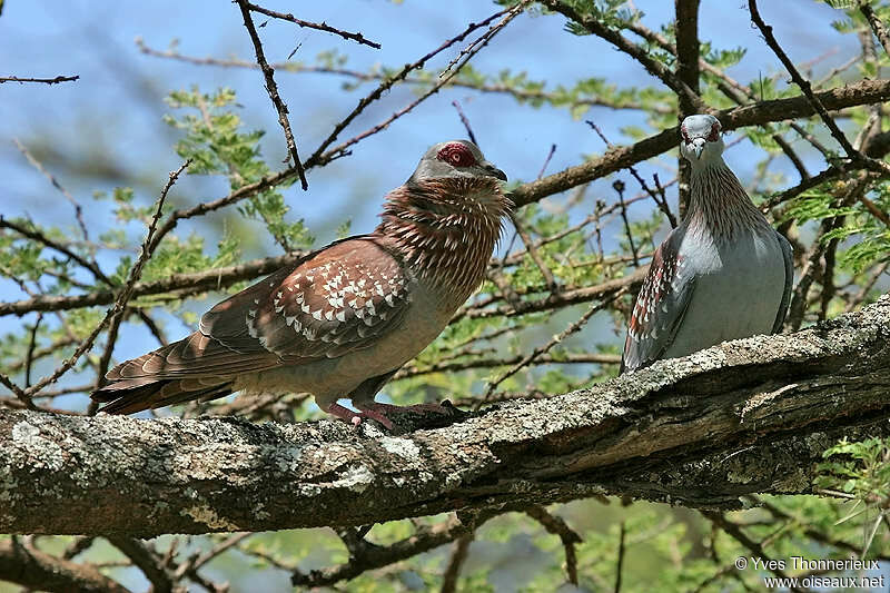 Pigeon roussard