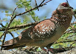 Speckled Pigeon