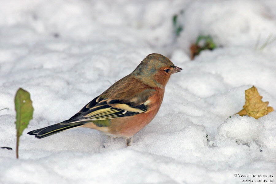 Common Chaffinch