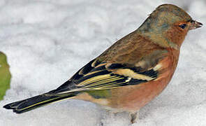 Eurasian Chaffinch