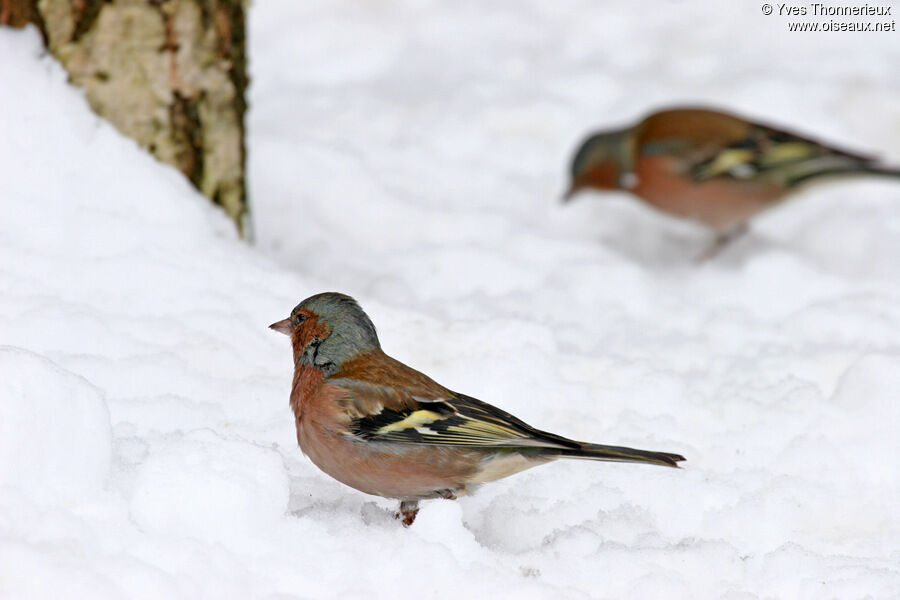 Eurasian Chaffinch