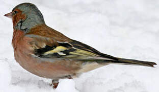 Eurasian Chaffinch