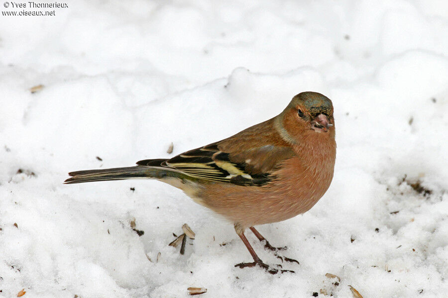 Common Chaffinch