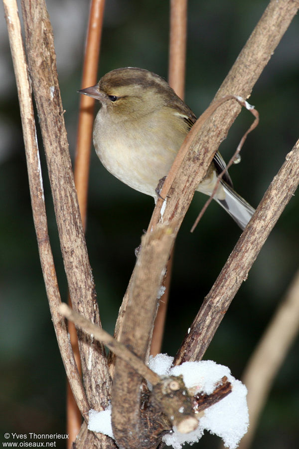 Common Chaffinch