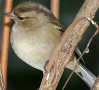 Eurasian Chaffinch