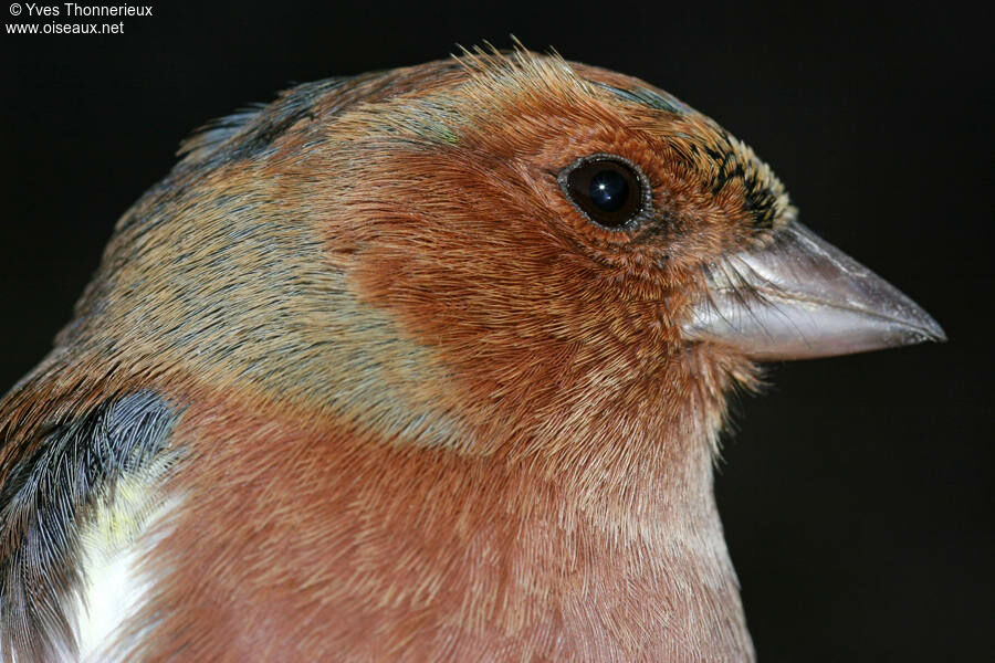 Pinson des arbres mâle