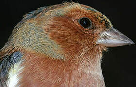 Eurasian Chaffinch