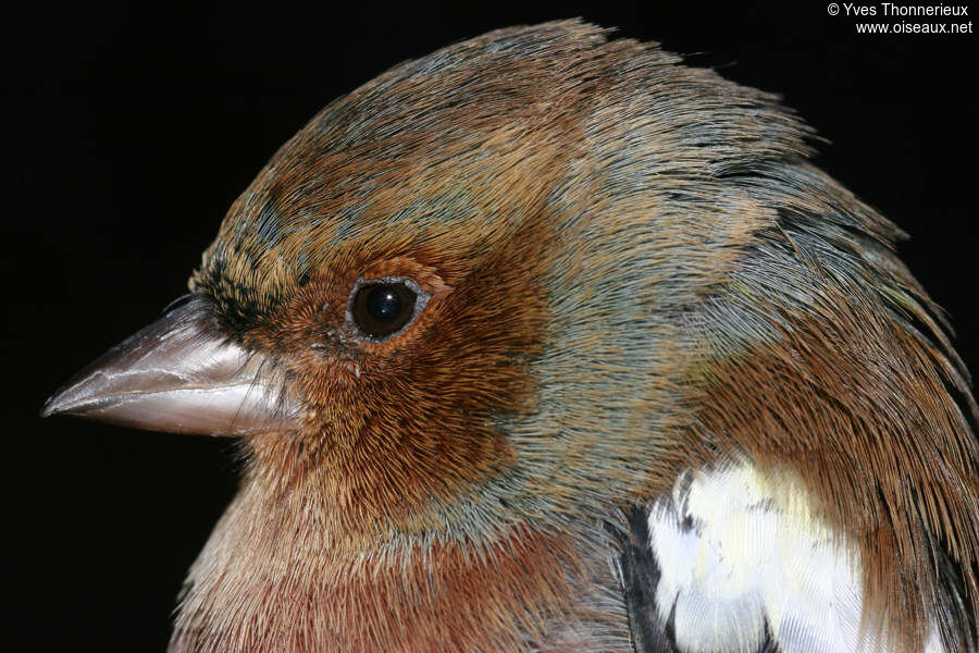 Common Chaffinch