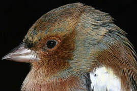 Common Chaffinch