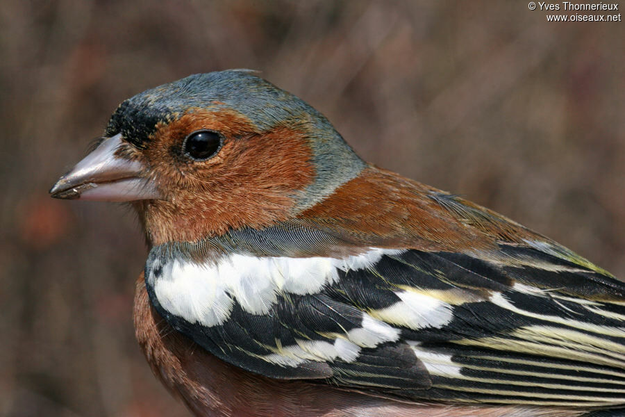 Common Chaffinch male adult