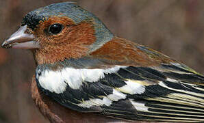 Eurasian Chaffinch