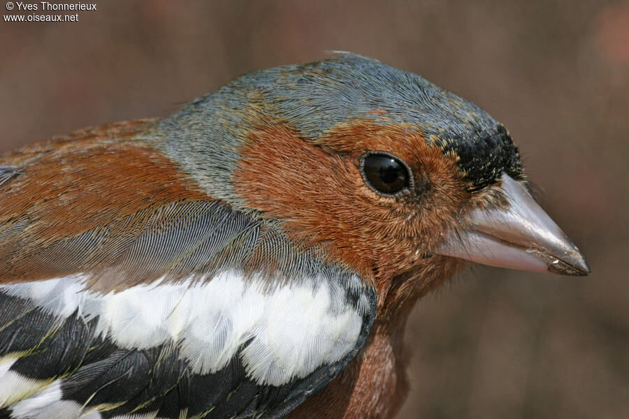 Common Chaffinch male adult