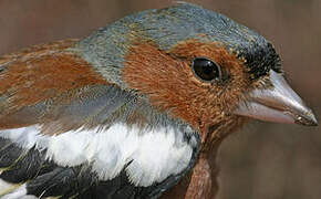 Common Chaffinch