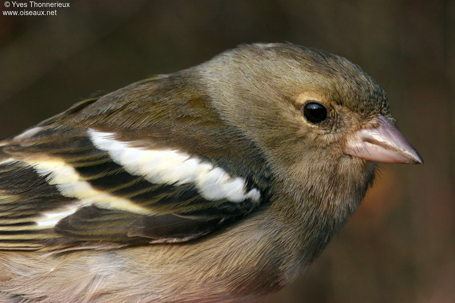 Common Chaffinch female adult