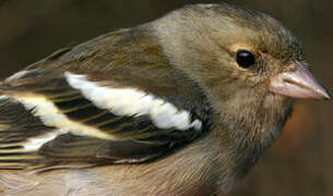 Common Chaffinch