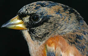 Brambling