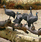 Helmeted Guineafowl