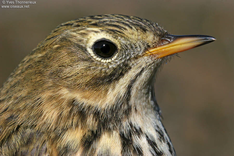 Pipit farlouse