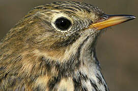 Pipit farlouse