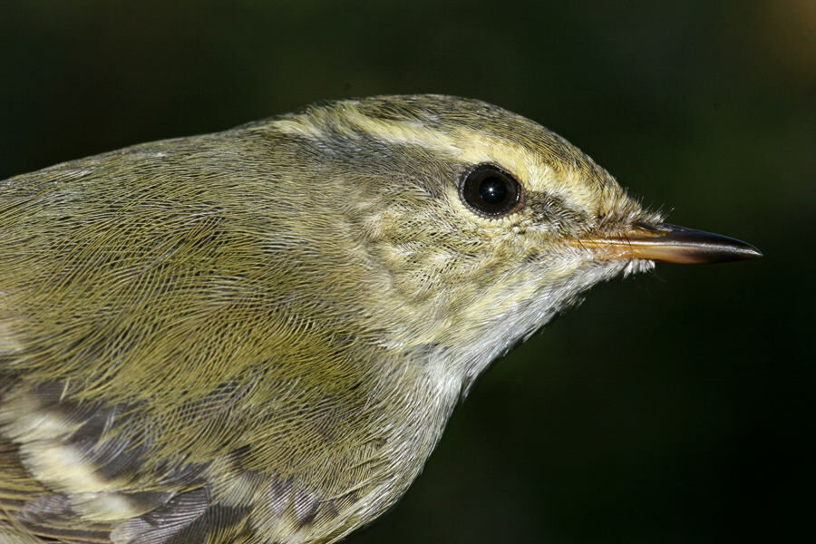 Pouillot à grands sourcils