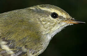 Yellow-browed Warbler