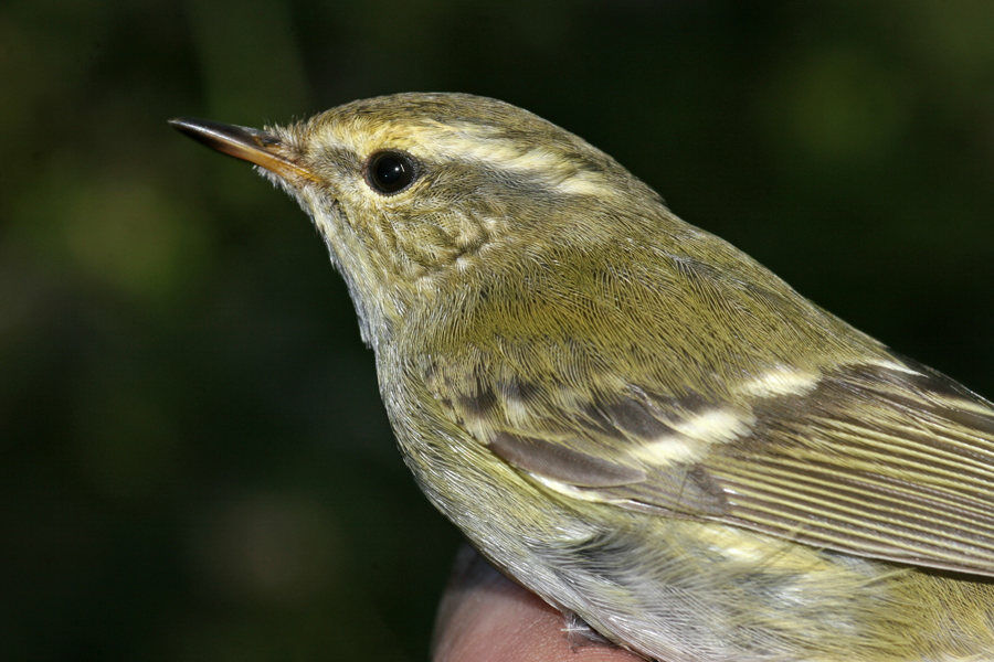 Yellow-browed Warbler