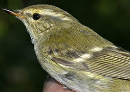 Yellow-browed Warbler