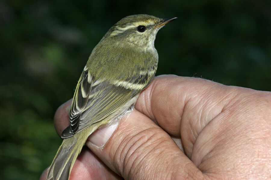 Pouillot à grands sourcils