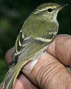 Yellow-browed Warbler